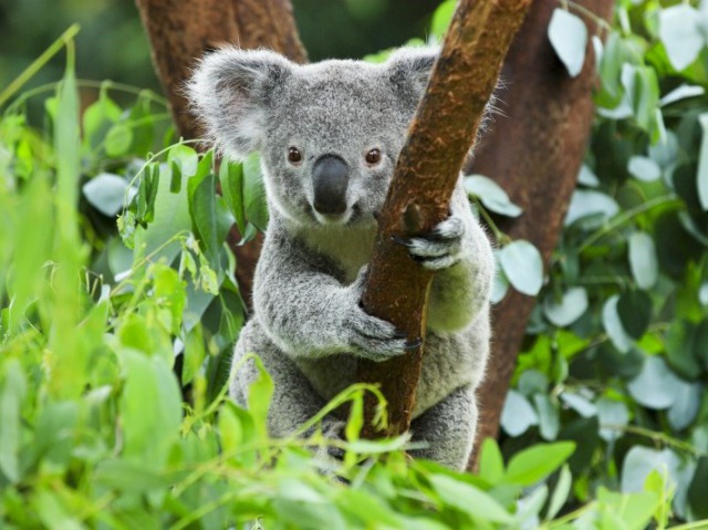 クイーンズランド州（QLD）