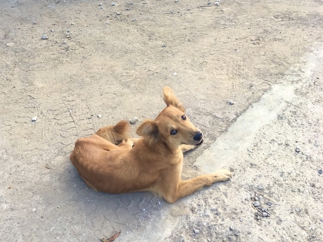 かわいいけど野良犬には気をつけよう フィリピン留学の際に絶対やってはいけないこと 留学 ワーキングホリデーなら留学ドットコム