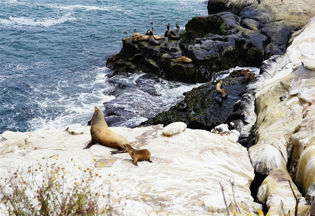 岩場のアザラシの写真